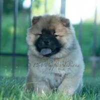 Beast, a male Chow Chow for sale in Warsaw, IN – 2 of 10