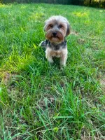 Buttons, a male Yorkshire Terrier for sale in Warsaw, IN – 8 of 8
