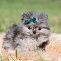Cooper AKC TINY, a male Pomeranian for sale in Warsaw, IN – 6 of 7