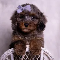 Adrian, a female Poodle - Toy  for sale in Warsaw, IN – 5 of 6