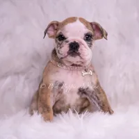 Verushka AKC, a female English Bulldog for sale in Warsaw, IN – 6 of 7
