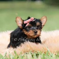 Maple, a female Yorkshire Terrier for sale in Warsaw, IN – 5 of 8