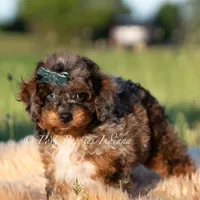 Charming AKC, a male Poodle - Toy  for sale in Warsaw, IN – 2 of 5