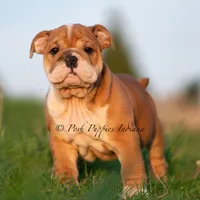 Tank AKC, a male English Bulldog for sale in Warsaw, IN – 3 of 3