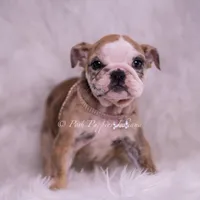 Verushka AKC, a female English Bulldog for sale in Warsaw, IN – 3 of 7