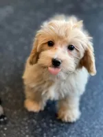Peach, a female Maltipoo for sale in Warsaw, IN – 4 of 8