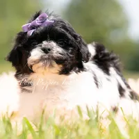 ZOA , a female Shih Tzu for sale in Warsaw, IN – 5 of 5