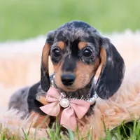 Daisy AKC, a female Miniature Dachshund for sale in Warsaw, IN – 3 of 5