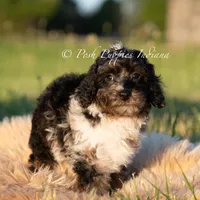 Fudge Swirls, a male Poodle - Toy  for sale in Warsaw, IN – 3 of 6