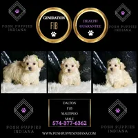 Dalton, a male Maltipoo for sale in Warsaw, IN – Photo 5 of 6