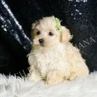 Dalton, a male Maltipoo for sale in Warsaw, IN – Photo 2 of 6
