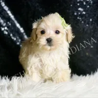 Dalton, a male Maltipoo for sale in Warsaw, IN – Photo 6 of 6