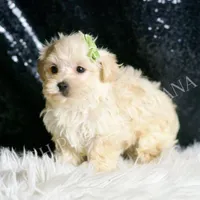 Dalton, a male Maltipoo for sale in Warsaw, IN – Photo 3 of 6