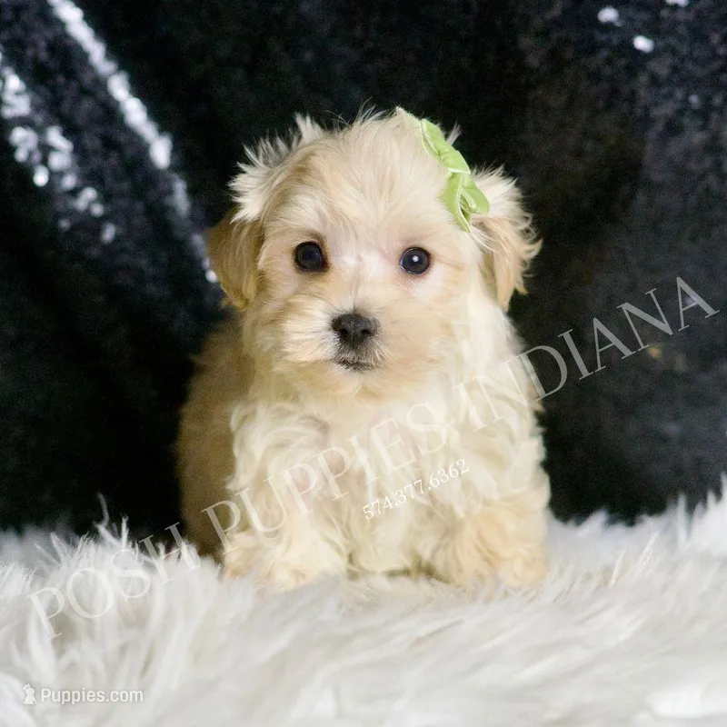 Dalton – Maltipoo puppy for sale in Warsaw, IN