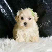 Dalton, a male Maltipoo for sale in Warsaw, IN – Photo 1 of 6