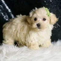 Dalton, a male Maltipoo for sale in Warsaw, IN – Photo 4 of 6