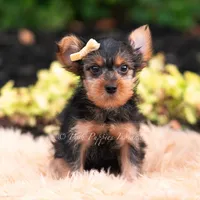 Quibbi, a male Yorkshire Terrier for sale in Warsaw, IN – 5 of 6