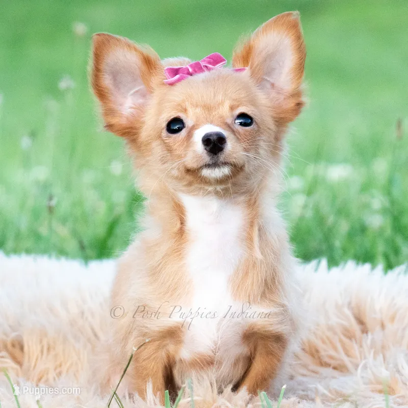 Honeybee – Chihuahua puppy for sale in Warsaw, IN