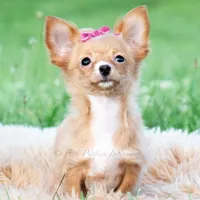 Honeybee, a female Chihuahua for sale in Warsaw, IN – 1 of 10