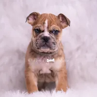 Bruiser AKC, a male English Bulldog for sale in Warsaw, IN – 5 of 8