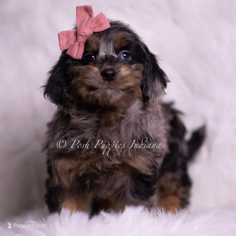 Bianca – Miniature Goldendoodle puppy for sale in Warsaw, IN