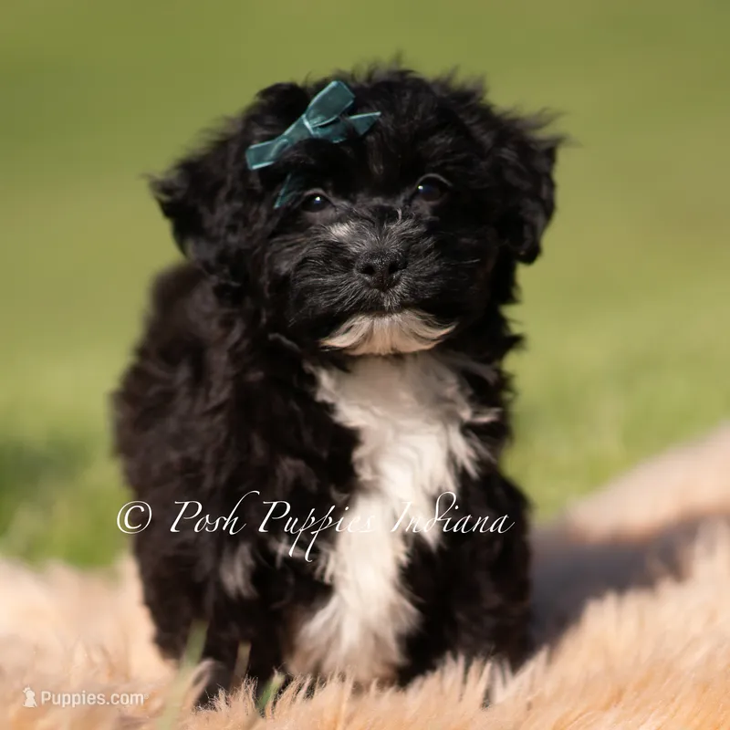 Bixby – Yorkipoo puppy for sale in Warsaw, IN