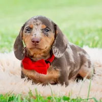 Sprout AKC, a male Miniature Dachshund for sale in Warsaw, IN – 3 of 8