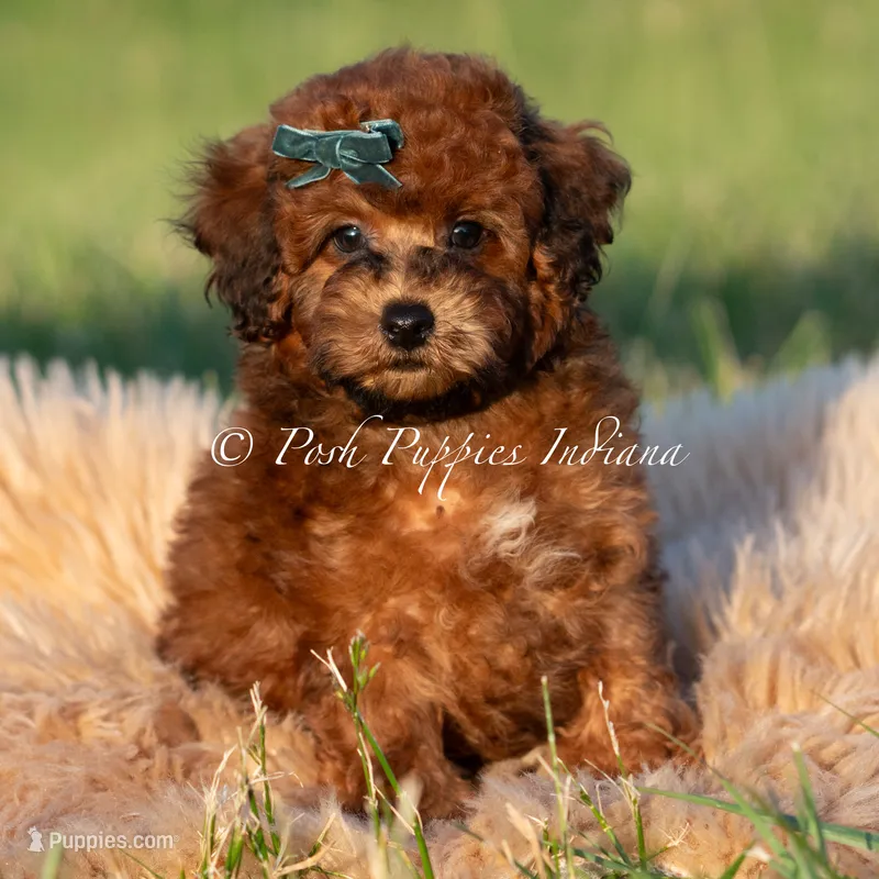 Burley AKC – Poodle - Toy  puppy for sale in Warsaw, IN