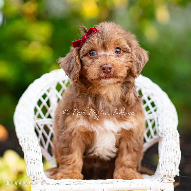 Willy wonka – Yorkshire Terrier, Poodle - Toy  puppy for sale in Warsaw, IN