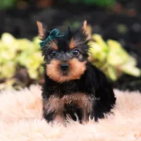 Suki, a male Yorkshire Terrier for sale in Warsaw, IN – 5 of 8