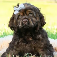 Morningstar, a male Cocker Spaniel for sale in Warsaw, IN – 6 of 7