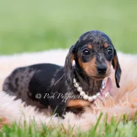 SADIE AKC, a female Miniature Dachshund for sale in Warsaw, IN – 6 of 7
