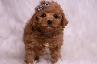 Bravo, a male Maltipoo for sale in Warsaw, IN – 5 of 8