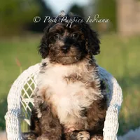 Fudge Swirls, a male Poodle - Toy  for sale in Warsaw, IN – 6 of 6