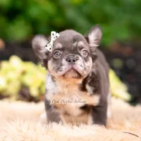 Princess Leia AKC, a female French Bulldog for sale in Warsaw, IN – 2 of 5