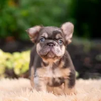 Baby Yoda AKC, a female French Bulldog for sale in Warsaw, IN – 5 of 10