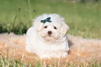 Mochi, a male Maltese for sale in Warsaw, IN – 4 of 9