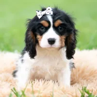 Emmett UABR, a male Cavalier King Charles Spaniel for sale in Warsaw, IN – 5 of 5