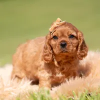 Murphy, a male Cavalier King Charles Spaniel for sale in Warsaw, IN – 2 of 5