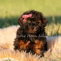 Buttercup AKC, a female Poodle - Toy  for sale in Warsaw, IN – 3 of 6