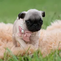 Lovebug, a female Pug for sale in Warsaw, IN – 5 of 6