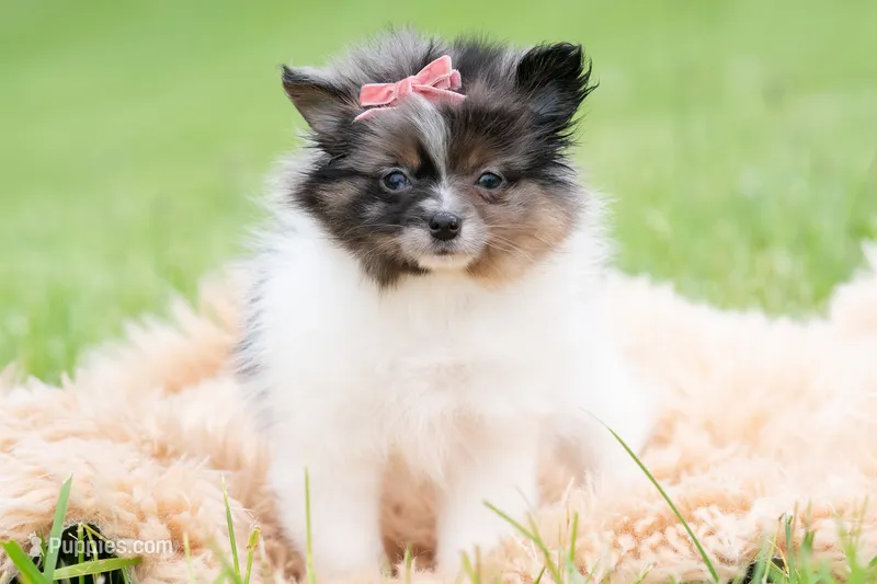 Fugi AKC – Pomeranian puppy for sale in Warsaw, IN