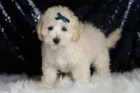Mochi, a male Maltipoo for sale in Warsaw, IN – Photo 4 of 6