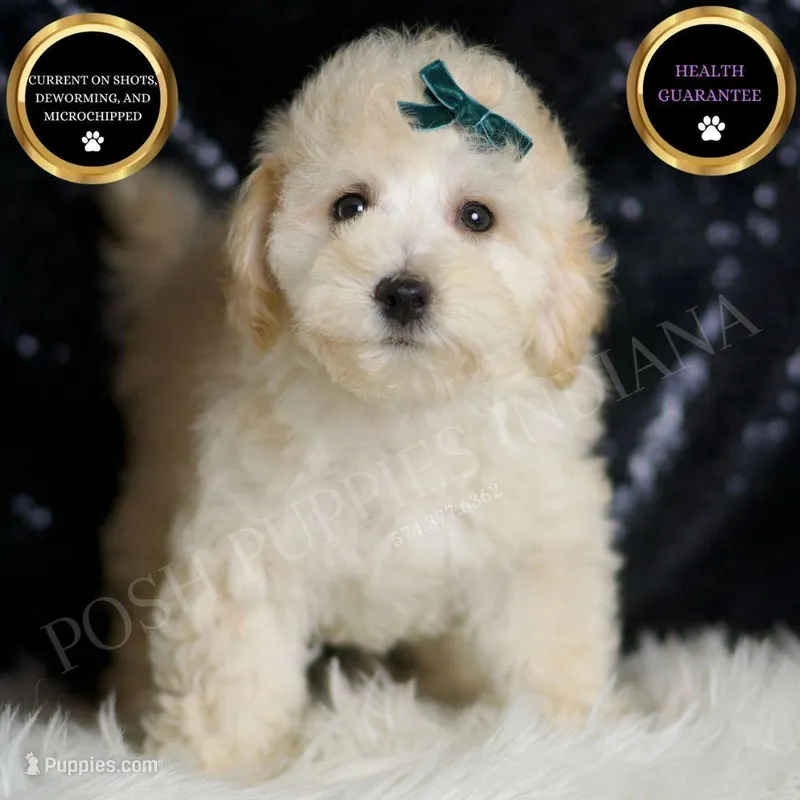 Mochi – Maltipoo puppy for sale in Warsaw, IN