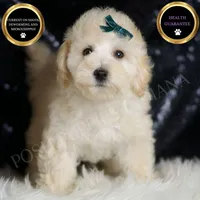 Mochi, a male Maltipoo for sale in Warsaw, IN – Photo 1 of 6
