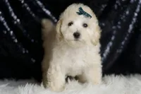 Mochi, a male Maltipoo for sale in Warsaw, IN – Photo 3 of 6