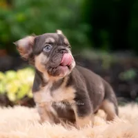 Baby Yoda AKC, a female French Bulldog for sale in Warsaw, IN – 6 of 10
