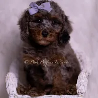 Adrian, a female Poodle - Toy  for sale in Warsaw, IN – 4 of 6