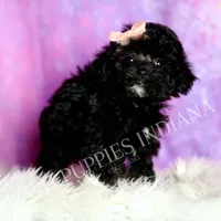 Dee dee, a female Poodle - Toy  for sale in Warsaw, IN – 2 of 8