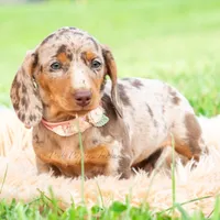 Sprinkles AKC, a male Miniature Dachshund for sale in Warsaw, IN – 2 of 10